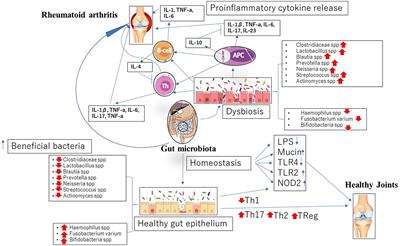 Intestinal microbiome–rheumatoid arthritis crosstalk: The therapeutic role of probiotics